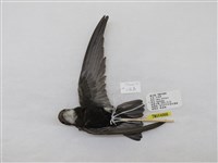 藏品(小雨燕)的圖片
